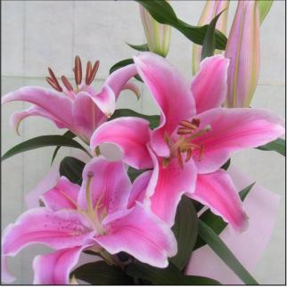 おもてなしギフト お祝いのユリ 「山崎スマイルリリー」（Ａ） ユリ農家の山崎農園が厳選したユリをお届け 受け取った方の笑顔を引き出すユリです | 