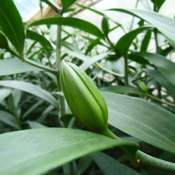 おもてなしギフト お祝いのユリ 「山崎スマイルリリー」（Ａ） ユリ農家の山崎農園が厳選したユリをお届け 受け取った方の笑顔を引き出すユリです |  | 03