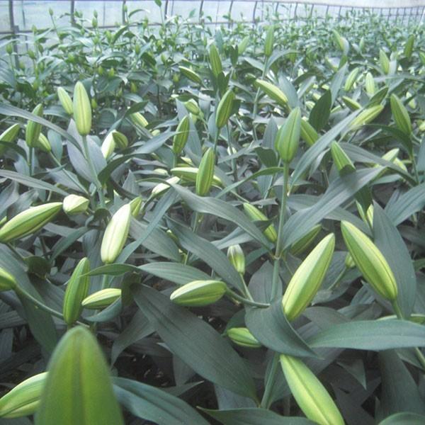 おもてなしギフト お祝いのユリ 「山崎スマイルリリー」（Ａ） ユリ農家の山崎農園が厳選したユリをお届け 受け取った方の笑顔を引き出すユリです |  | 04