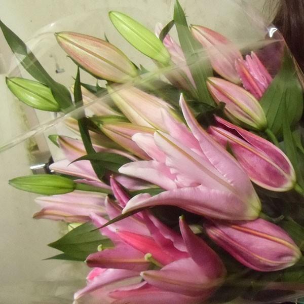 おもてなしギフト お祝いのユリ 「山崎スマイルリリー」（C） ユリ農家の山崎農園が厳選したユリをお届け 受け取った方の笑顔を引き出すユリです |  | 01