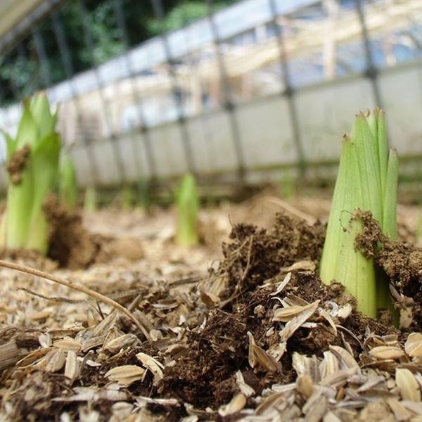 おもてなしギフト お祝いのユリ 「山崎スマイルリリー」（C） ユリ農家の山崎農園が厳選したユリをお届け 受け取った方の笑顔を引き出すユリです |  | 02
