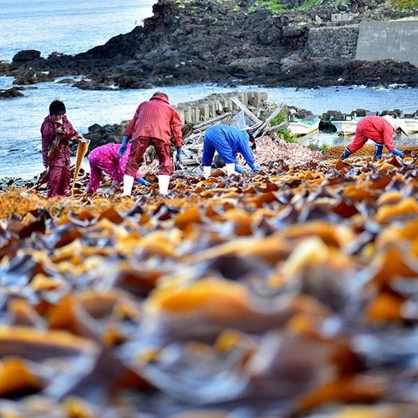 おもてなしギフト　天然利尻昆布　島宝　ほとんど市場に流通しない逸品　　最高級天然利尻昆布450ｇ（90g×5袋）｜omotenashigift｜06