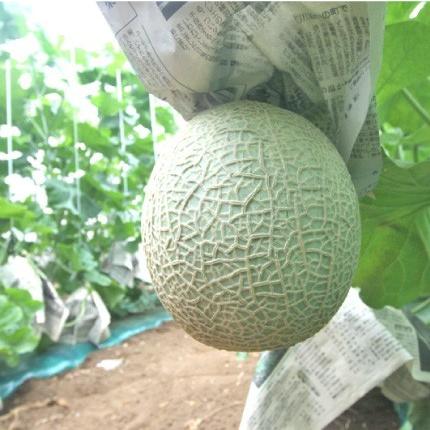 おもてなしギフト マスクメロン 日本茶専門店 茶井が選んだ三浦半島の津久井浜の温室メロン（ＬＬサイズ １玉入り） |  | 01