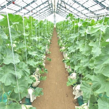 おもてなしギフト マスクメロン 日本茶専門店 茶井が選んだ三浦半島の津久井浜の温室メロン（ＬＬサイズ １玉入り） |  | 02