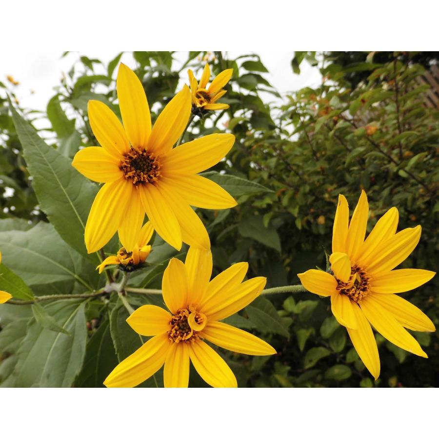 在庫限り 生菊芋 生キクイモ 洗浄済 1kg 北海道産 音別町 菊芋 在庫限り 生菊芋 生キクイモ 洗浄済 1kg 北海道産 音別町 菊芋