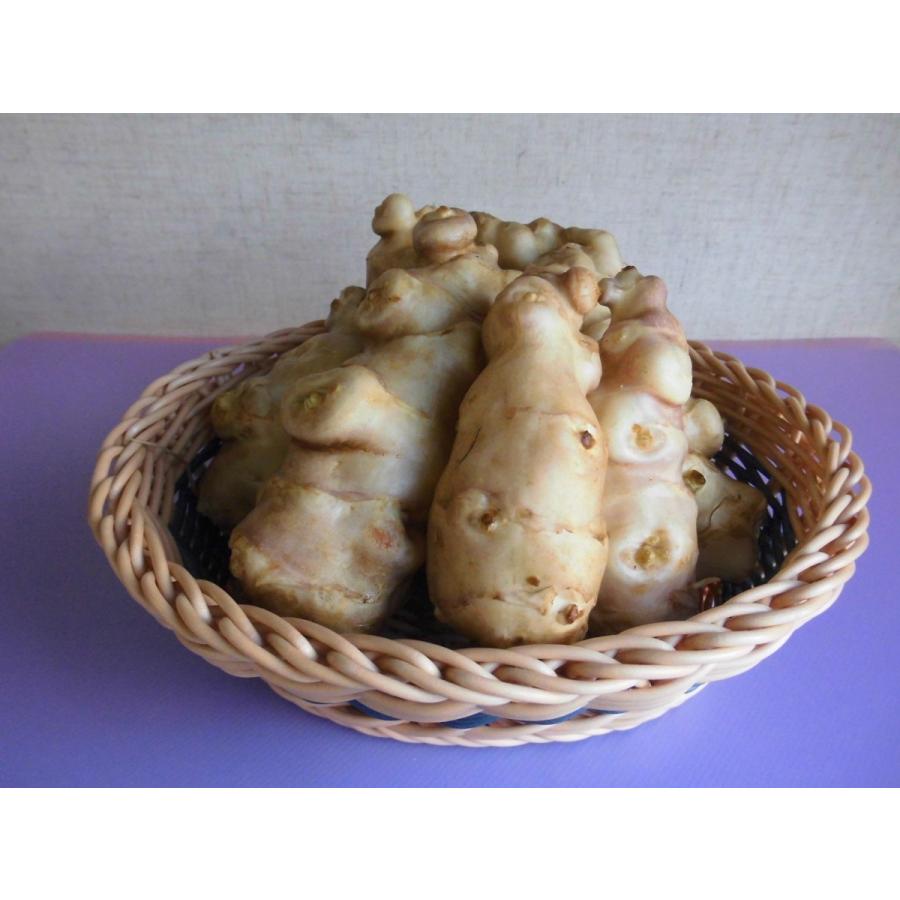 在庫限り 生菊芋 生キクイモ 洗浄済 2kg 北海道産 音別町 菊芋 在庫限り 生菊芋 生キクイモ 洗浄済 2kg 北海道産 音別町 菊芋