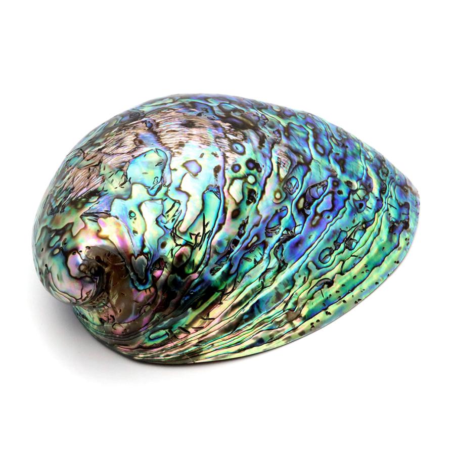 貝殻 ターコイズブルー 夜光貝 アバロンシェル