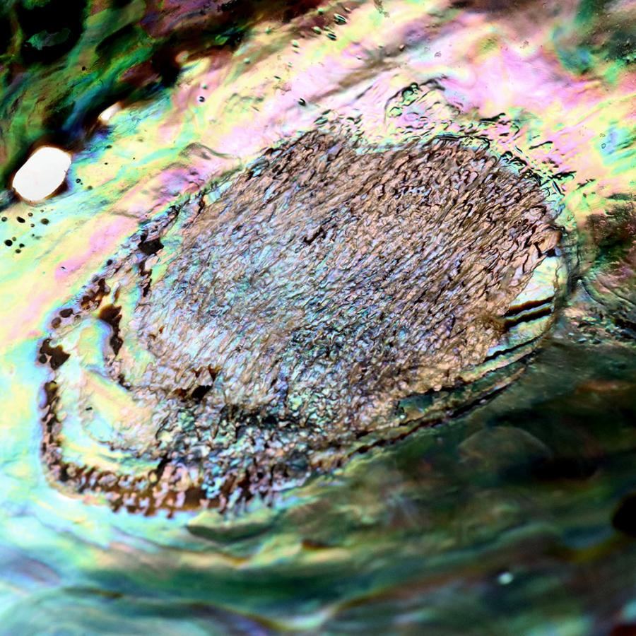 アバロンシェル 浄化皿 1枚売り パウアシェル 貝殻 ニュージーランド産 ホワイトセージ用の受け皿 アワビ貝 Avalon shell 父の日 ギフト プレゼント 爆買 | ブランド登録なし | 04