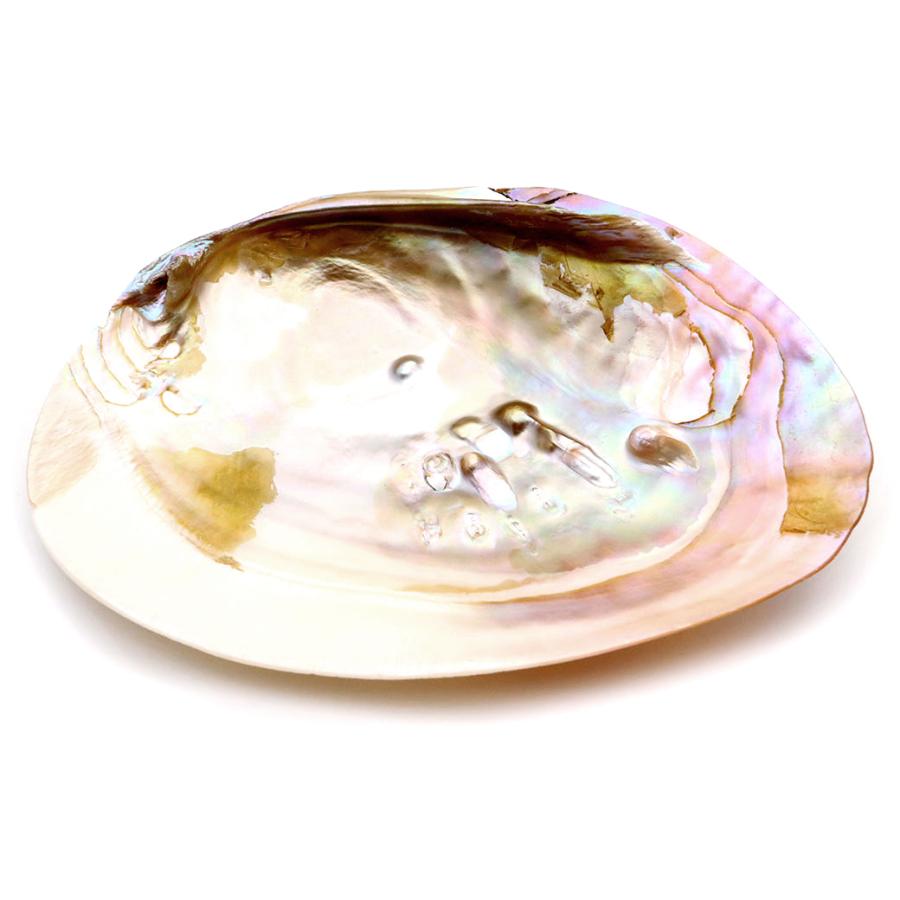 パールシェル 浄化皿 1枚売り 小物入れ 貝殻 オーストラリア産 ホワイトセージ用の受け皿 イケチョウ貝 pearl shell 父の日 ギフト プレゼント 爆買 | ブランド登録なし | 01