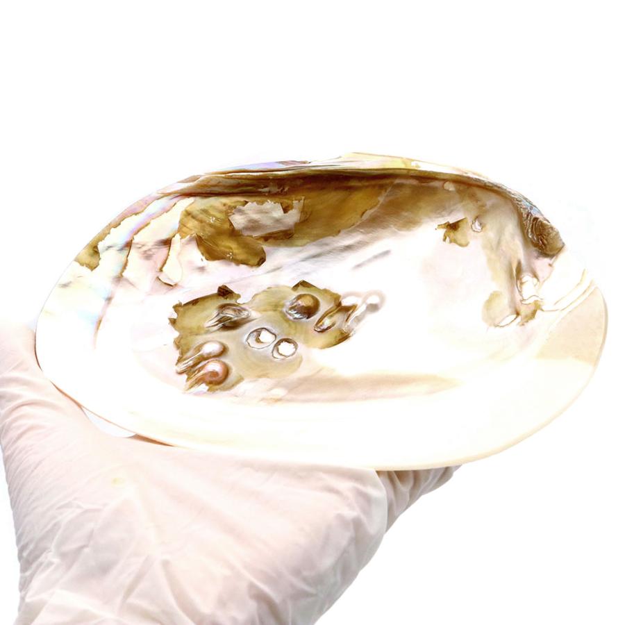 パールシェル 浄化皿 1枚売り 小物入れ 貝殻 オーストラリア産 ホワイトセージ用の受け皿 イケチョウ貝 pearl shell 父の日 ギフト プレゼント 爆買 | ブランド登録なし | 03