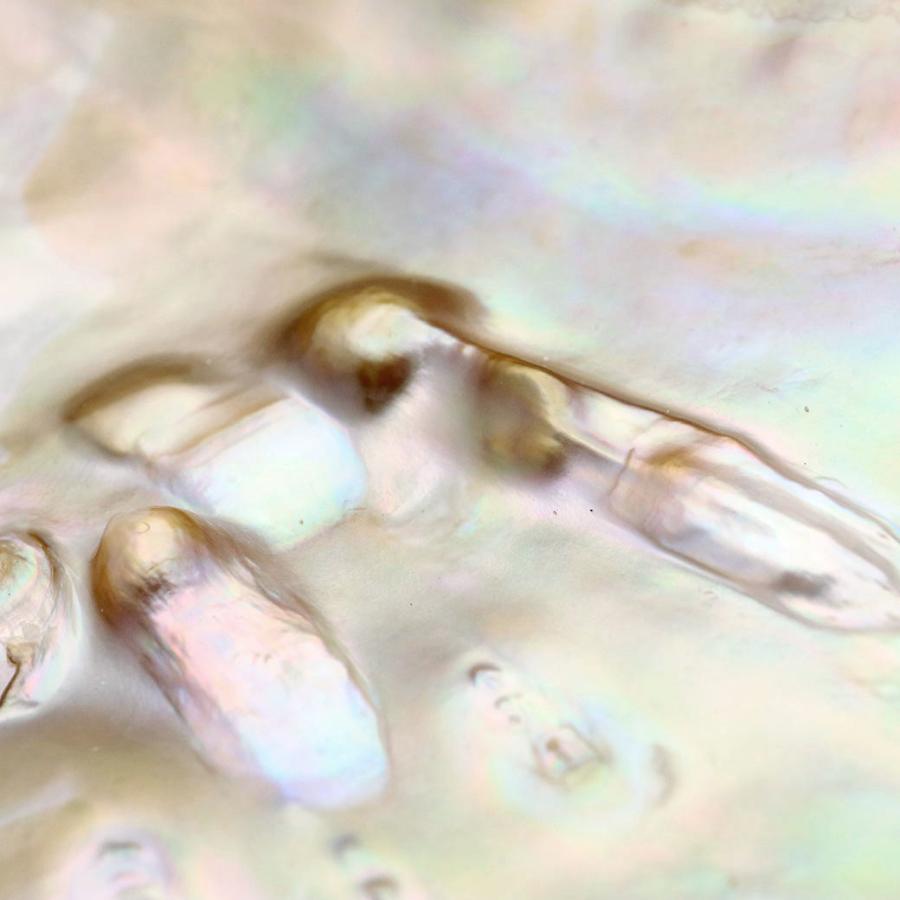 パールシェル 浄化皿 1枚売り 小物入れ 貝殻 オーストラリア産 ホワイトセージ用の受け皿 イケチョウ貝 pearl shell 父の日 ギフト プレゼント 爆買 | ブランド登録なし | 05