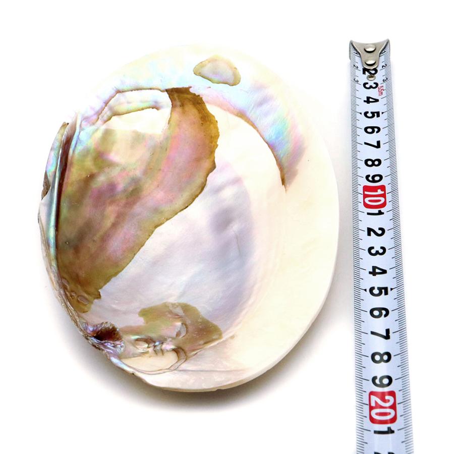 パールシェル 浄化皿 1枚売り 小物入れ 貝殻 オーストラリア産 ホワイトセージ用の受け皿 イケチョウ貝 pearl shell 父の日 ギフト プレゼント 爆買 | ブランド登録なし | 06