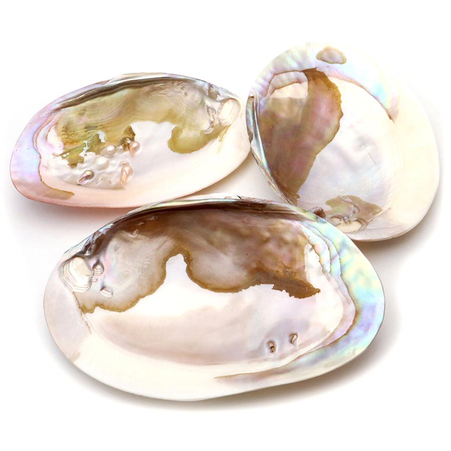 パールシェル 浄化皿 1枚売り 小物入れ 貝殻 オーストラリア産 ホワイトセージ用の受け皿 イケチョウ貝 pearl shell 父の日 ギフト プレゼント 爆買 | ブランド登録なし | 07
