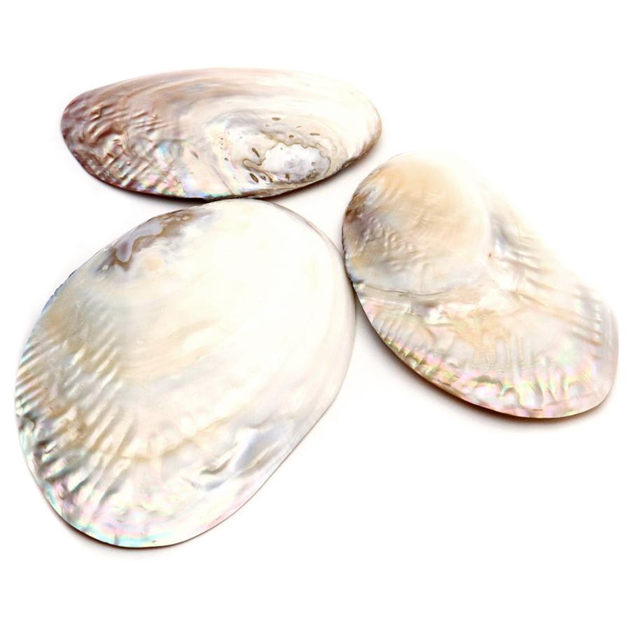 パールシェル 浄化皿 1枚売り 小物入れ 貝殻 オーストラリア産 ホワイトセージ用の受け皿 イケチョウ貝 pearl shell 父の日 ギフト プレゼント 爆買 | ブランド登録なし | 08