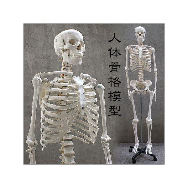 1年保証 人体模型 約166cm 人体骨格模型 全身骨格模型 人体骨格模型 