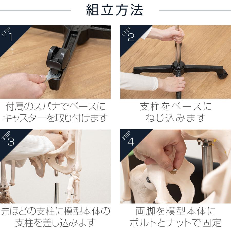 1年保証 人体模型 骨格模型 骨 等身大 身長約166cm 展示スタンド 1年保証 人体模型 骨格模型 骨 等身大 身長約166cm 展示スタンド