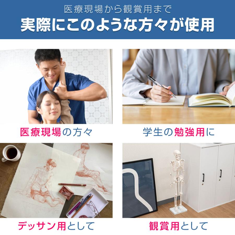 1年保証 人体骨格模型 骨 約85cm 1/2モデル 展示スタンド付き