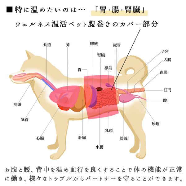 犬用腹巻 歩行サポート 防寒 蓄熱 保温 消臭 抗菌 UVカット ヘルスケア 柴犬 中型犬 ウェルネス 温活 ペット 腹巻き 〜9kg｜onepo｜07