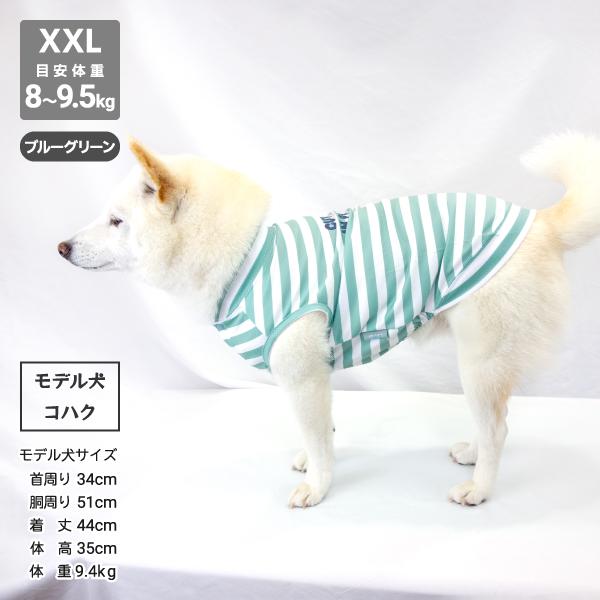 iDog 送料無料 アウトレット 犬 服 柴犬 夏服 夏用 クール 冷感 豆柴