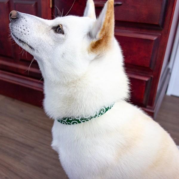 首輪 犬用首輪 柴犬 豆柴 中型犬 小型犬 アクセサリー ワンタッチ コットン唐草カラー P Ckc 15 柴犬の服屋さん One歩 通販 Yahoo ショッピング