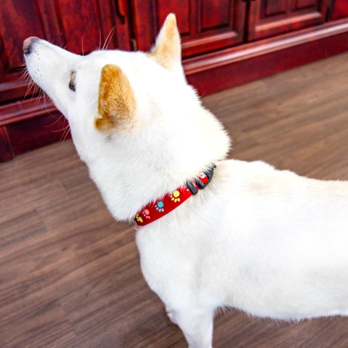 茶色い犬の置物 赤い首輪付き 楽天市場】首輪 sm 赤（首輪・胴輪・リード｜犬用品）：ペット