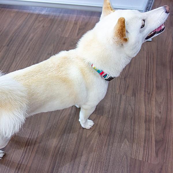 犬 首輪 犬用品 おしゃれ 柴犬 中型犬 アクセサリー ワンタッチ レインボーカラー 大きいサイズ｜onepo｜04