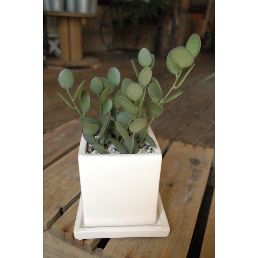 人気のグリーンドラム 緑の太鼓 オシャレ仕上げ Mini Doramu 癒し空間 One S Garden 通販 Yahoo ショッピング