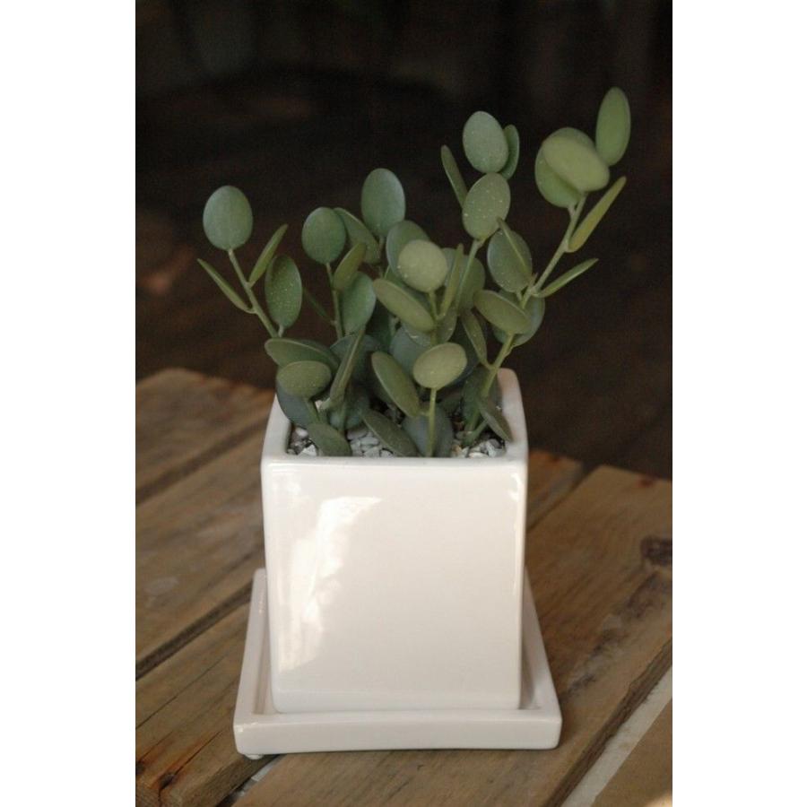 人気のグリーンドラム 緑の太鼓 オシャレ仕上げ Mini Doramu 癒し空間 One S Garden 通販 Yahoo ショッピング