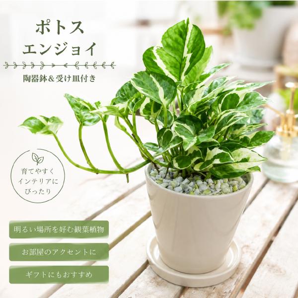 ポトス・エンジョイ(陶器鉢付き) ポトス エンジョイ♪スタイリッシュな観葉植物♪場所取らずで