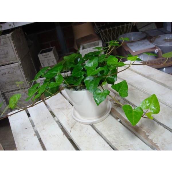 ハートアイビー ヘデラ サーク スタイリッシュな観葉植物 ハート形の葉っぱ 場所取らずでちょこっと置くだけ 誕生日やお祝い プレゼントにも Mini Hedera Sakus 癒し空間 One S Garden 通販 Yahoo ショッピング