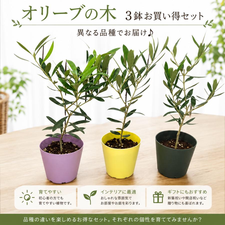 オリーブの苗木 オリーブの木　セット　バラ売り　品種不明　コメント下さい。 オリーブの木 3．5号鉢植え ポット（苗）3ポットお買い得セット販売