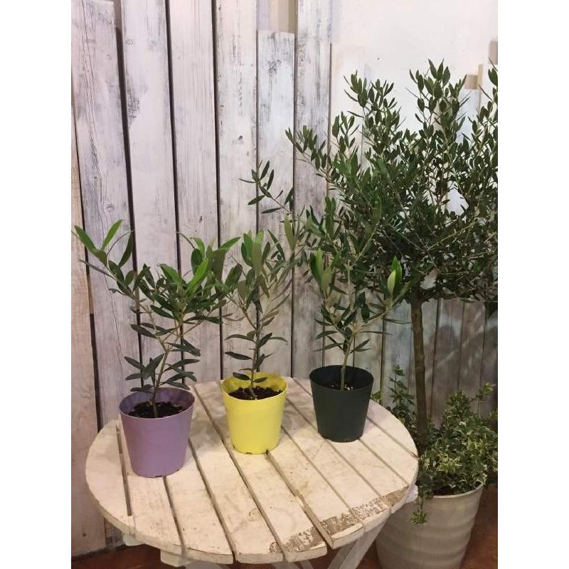オリーブの木 3．5号鉢植え ポット（苗）3ポットお買い得セット販売