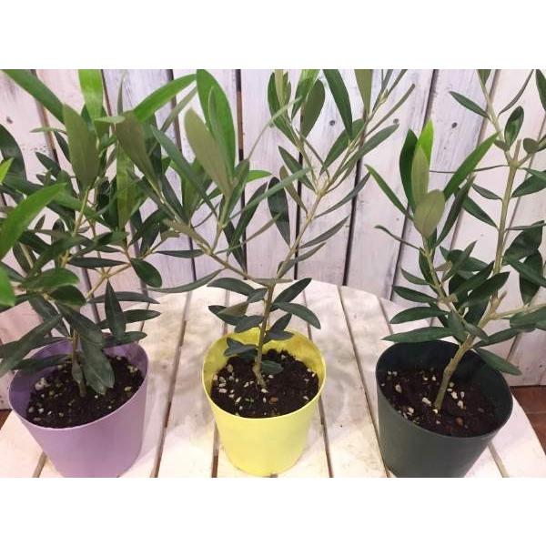 オリーブの木 3．5号鉢植え ポット（苗）3ポットお買い得セット販売