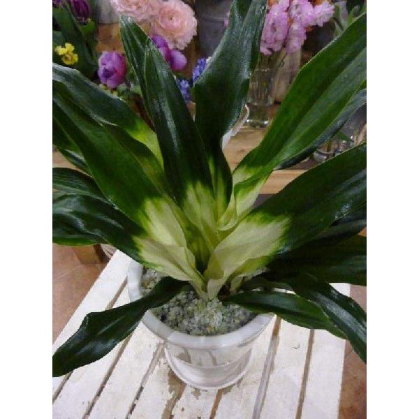 送料無料】万年青 オモト おもと あけぼの 曙♪和風の和み♪ホワイト