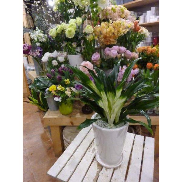 送料無料】万年青 オモト おもと あけぼの 曙♪和風の和み♪ホワイト