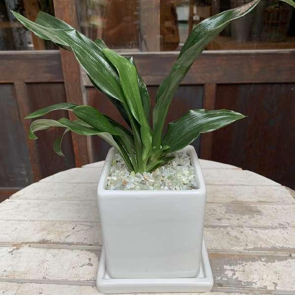 ちびちびで可愛いサイズの万年青（オモト）有田　SSサイズ　お祝い事に♪お正月、引越し祝い、新築祝いなどに♪観葉植物 の商品画像