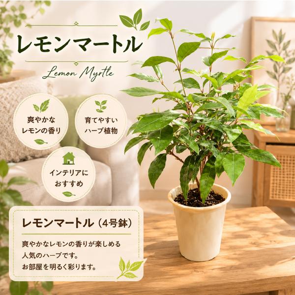 シトラール効果♪レモンマートルの木　４号鉢　大きく育てて自分流のガーデニングに仕上げて下さい♪葉を1枚切ってもみほぐすと凄く良い香り♪（Yahoo!・癒し空間 One’s Garden）