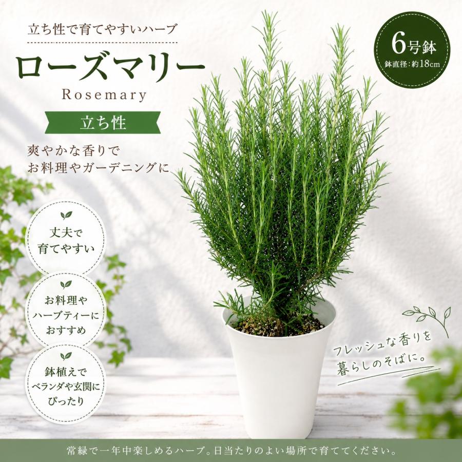 立ち性ローズマリー 6号鉢植え 大きく育てて自分流のガーデニングに