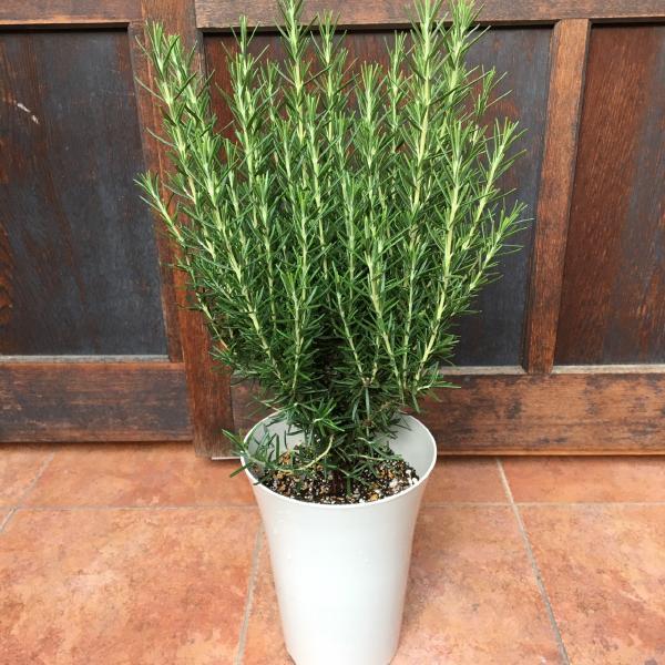 立ち性ローズマリー 6号鉢植え 大きく育てて自分流のガーデニングに