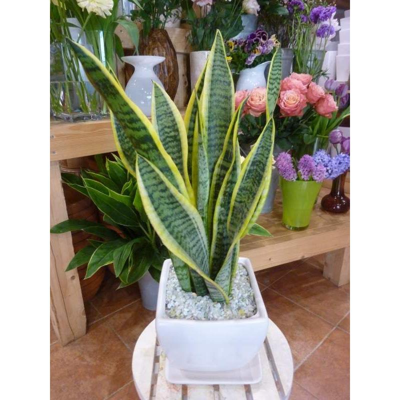 サンスベリア 虎の尾 ツヤ有り 受け皿付き 陶器鉢 マイナスイオン効果 Bタイプ Sansevieria D 癒し空間 One S Garden 通販 Yahoo ショッピング