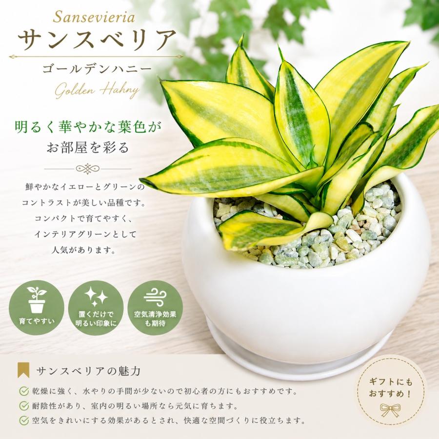 サンスベリア ゴールデンハニー【受け皿付き・陶器鉢】シンプルタイプ