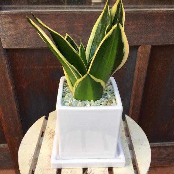 サンスベリアでマイナスイオン効果を Sansevieria M 癒し空間 One S Garden 通販 Yahoo ショッピング