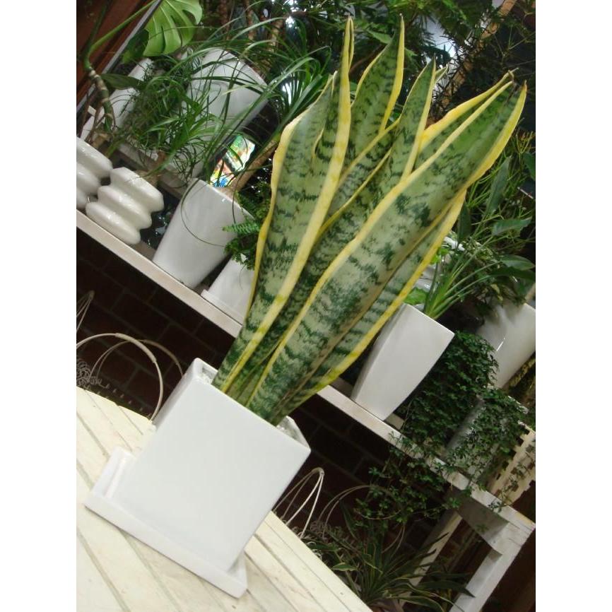サンスベリア 虎の尾 ツヤ有り 受け皿付き 陶器鉢 マイナスイオン効果 Sansevieria T1 癒し空間 One S Garden 通販 Yahoo ショッピング