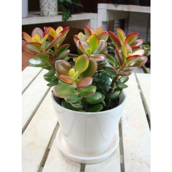 お金のなる木 姫黄金花月 成金草 かげつ 場所取らずでちょこっと置くだけ お祝い プレゼントや景品にも モダン風アジアンテイスト 通販でクリスマス