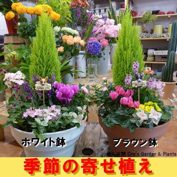 最も人気のある ゴールド クレスト 寄せ 植え 相性 誕生 日 ライン 友達