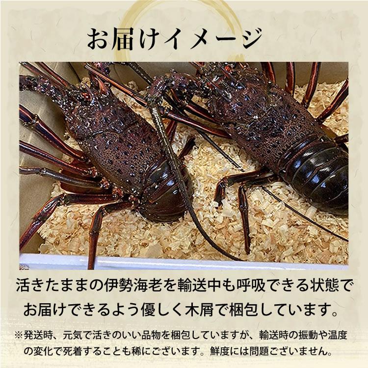 伊勢海老 三重県 伊勢志摩産 《約1kg 3尾（1尾約300g〜400g