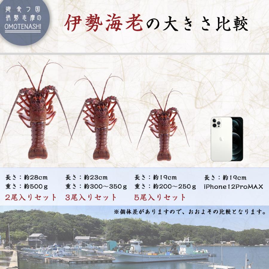 大特価‼️伊勢志摩産　伊勢海老 伊勢海老 三重県 伊勢志摩産《2尾 計約500g 》 活き 伊勢エビ