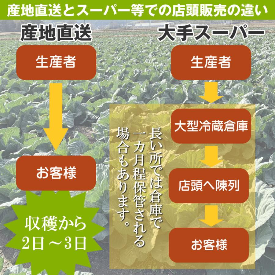 野菜セット 旬の野菜 野菜詰め合わせ 毎日の食事に欠かせない 6〜9種 おまかせ野菜 三重 伊勢産 協生農法 有機野菜 入り 露地野菜 旬野菜 生産者直送 送料無料｜oneupx｜12