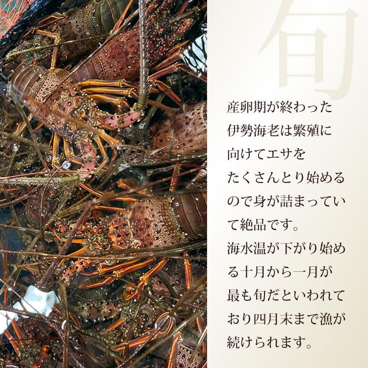 伊勢海老 三重県 伊勢志摩産 《約500g 2尾（1尾約200g〜300g）》 活き 