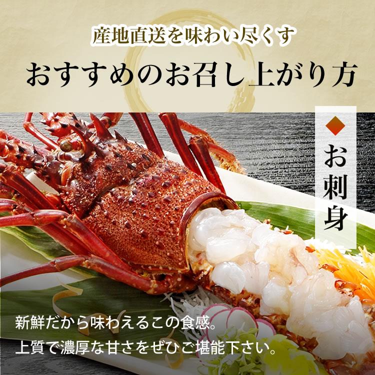 伊勢海老 三重県 伊勢志摩産 《約500g 2尾（1尾約200g〜300g）》 活き 